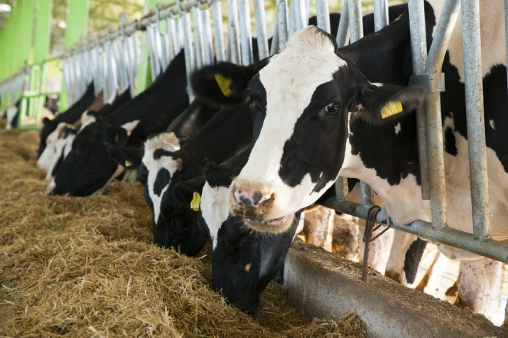 krowy jedzące sianokiszonkę